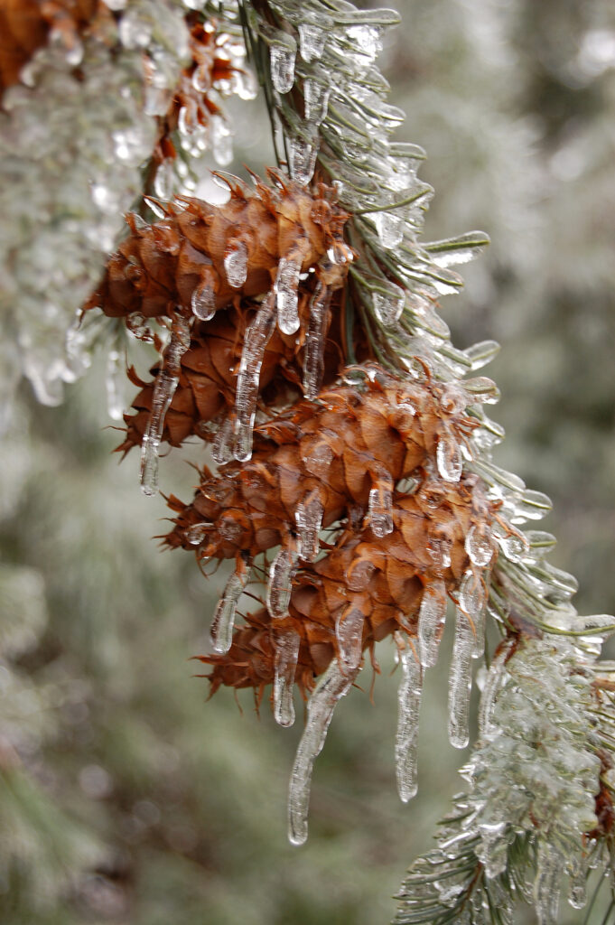 Icy Pine Cones