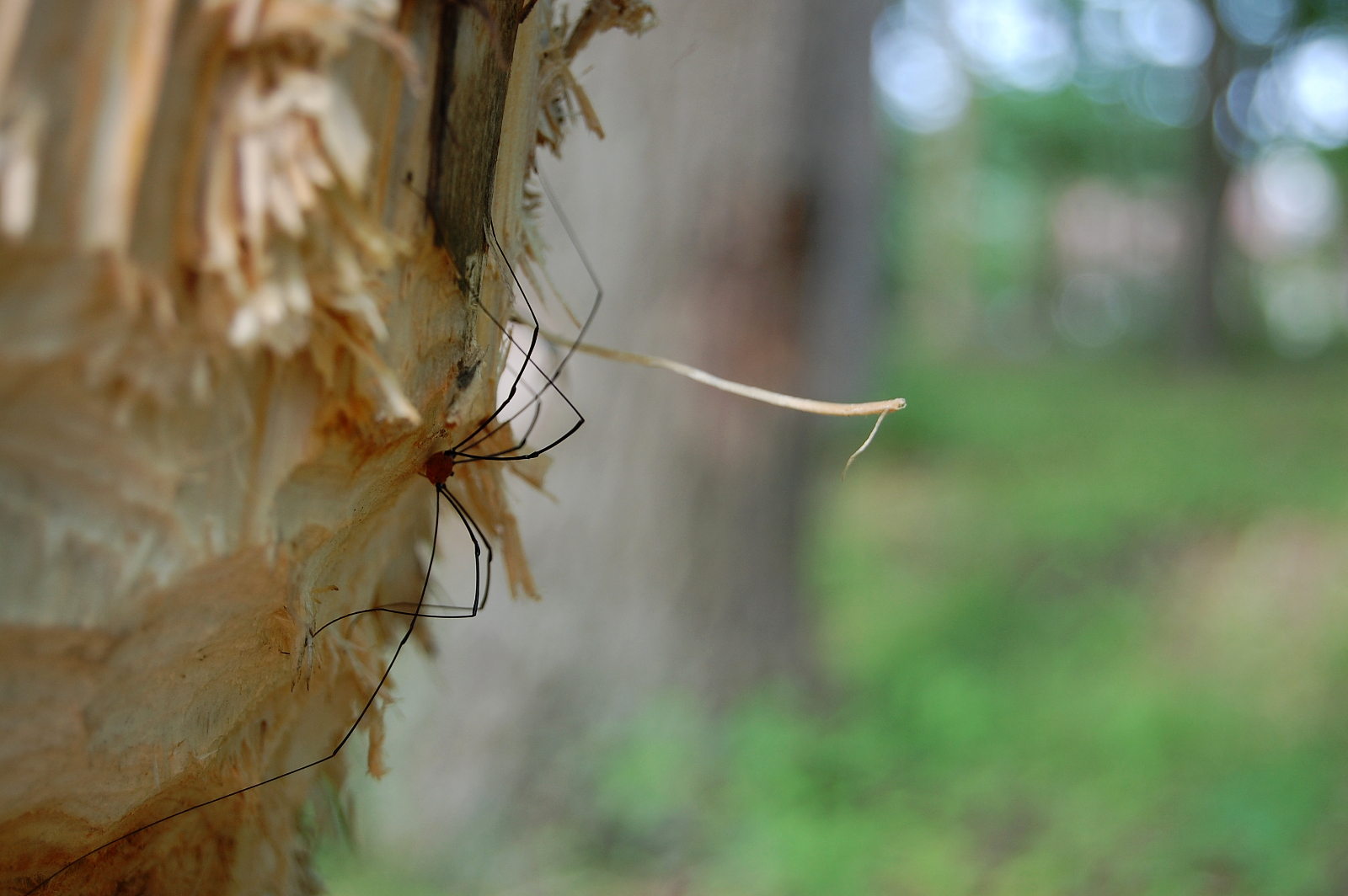 Spider on Tree