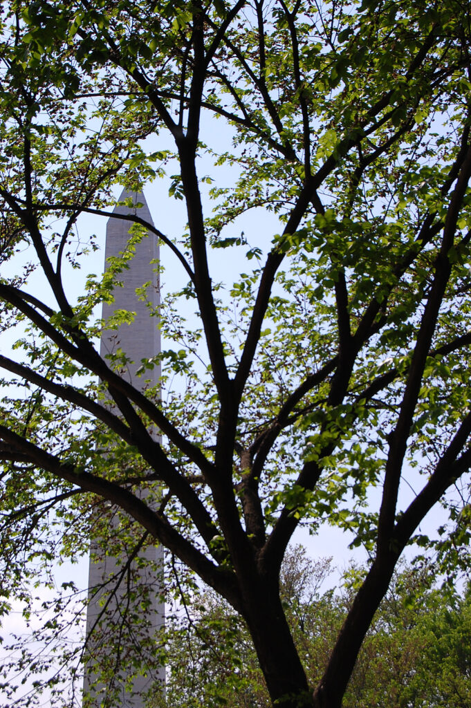 Washington Monument Through Trees